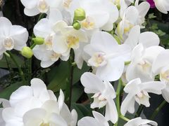 -荷兰花海
