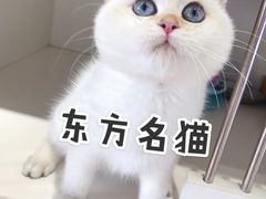 -东方名猫馆·英短金渐层布偶猫舍(环线广场1号楼店)