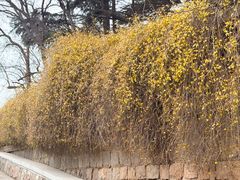 -观象山公园