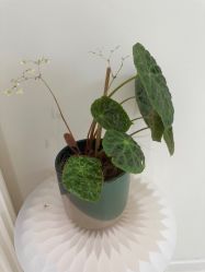 点击看大图 -安那般那皮肤年轻化ANAPANA