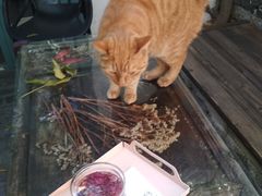 -喵屿·大理花园猫咖