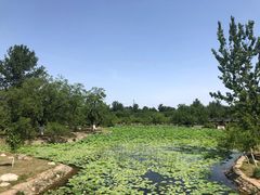 -御林古桑园