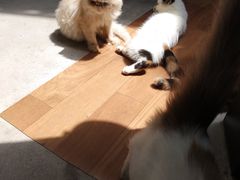 -猫色咖啡·猫咖