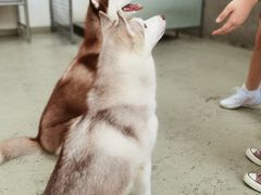 -星多哈·狗咖·拼豆·咖啡