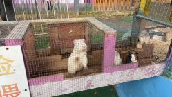 -萌宠亲子动物乐园(槐房万达店)