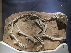 -国家自然博物馆