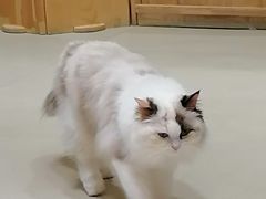 -藏猫猫咖啡主题馆(中央大道店)