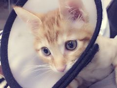 -中农大我爱我爱24h动物医院·中医针灸·猫专科·骨科医疗中心(双井店)