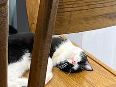 -原田新料理(1912店)