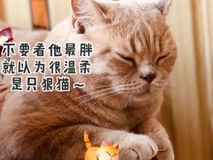 -Catmate·猫肥家润(金润铂宫店)
