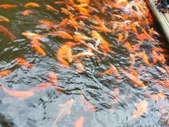 -千岛湖东南湖区