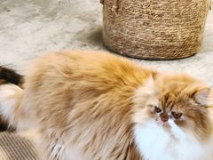 -More Fun猫咖 二十只万元加菲主题