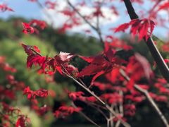 -浙江西子宾馆·牡丹厅