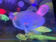 -太平洋海底世界