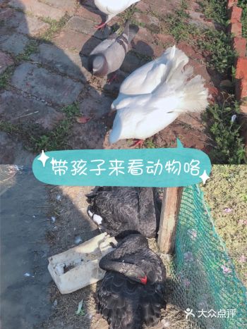 孩子最近吵着想要去看羊驼，正巧朋友给我推荐了这家