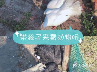 孩子最近吵着想要去看羊驼，正巧朋友给我推荐了这家