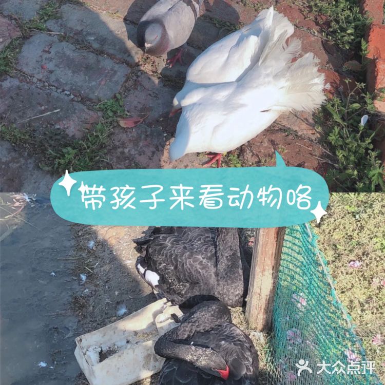 可爱的羊驼🦙在这边哦