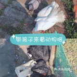 可爱的羊驼🦙在这边哦