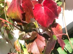 -老张烤羊(王哥庄店)