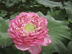 -广州莲花山旅游区