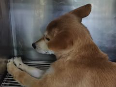 -A猫a狗全科·犬猫异宠·芥西宠物医院(南开总院)