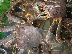 -鸿港海鲜批发市场