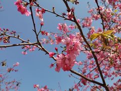 -天适樱花悠乐园