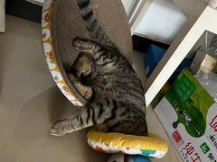 -宠福鑫24h动物医院