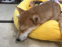 -逗柴咖啡屋·狗咖猫咖宠物桌游