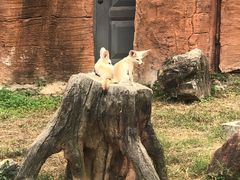 -杭州野生动物世界