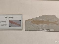 -辽宁古生物博物馆