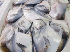 大鲳鱼-芦潮港集贸市场