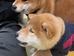 -逗柴咖啡屋·狗咖猫咖宠物桌游