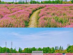 -花开海上生态园