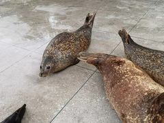 -海合安成都极地海洋公园