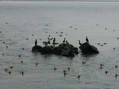 -深圳湾公园(南山区)