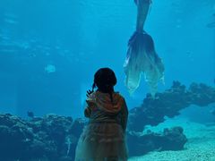 -海棠湾洲际-涛·海底餐厅·美人鱼·自助餐·海底隧道