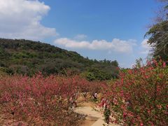 -南国桃园旅游度假区