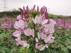 -紫颐香薰山谷景区