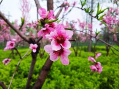 -洨河生态公园