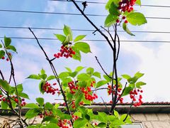 -北宅大永樱桃采摘基地(崂山总部)