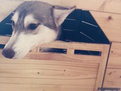 -Husky Go! 哈士奇体验馆·宠物咖啡厅狗咖