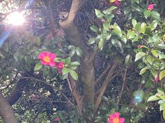 -墨尔本皇家植物园