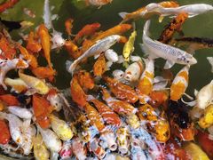 -正佳雨林生态植物园