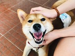 -柴犬高等学院·狗咖·柴犬售卖·宠物训练