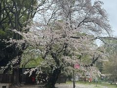 -东京国立博物馆