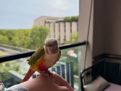 -上海崇明金茂凯悦酒店