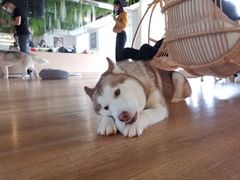 小漂亮-Husky Go! 哈士奇体验馆·宠物咖啡厅狗咖