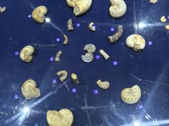 -青岛贝壳博物馆