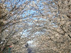 -高东镇樱花园